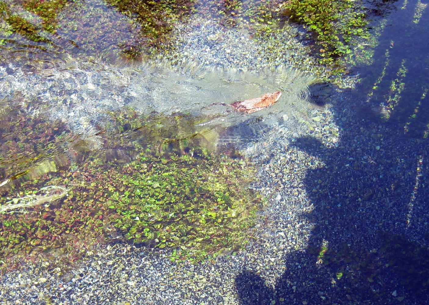 A Muskrat Gets a Share