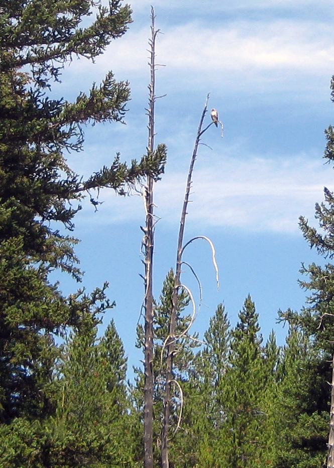  An Osprey Keeping an Eye Out