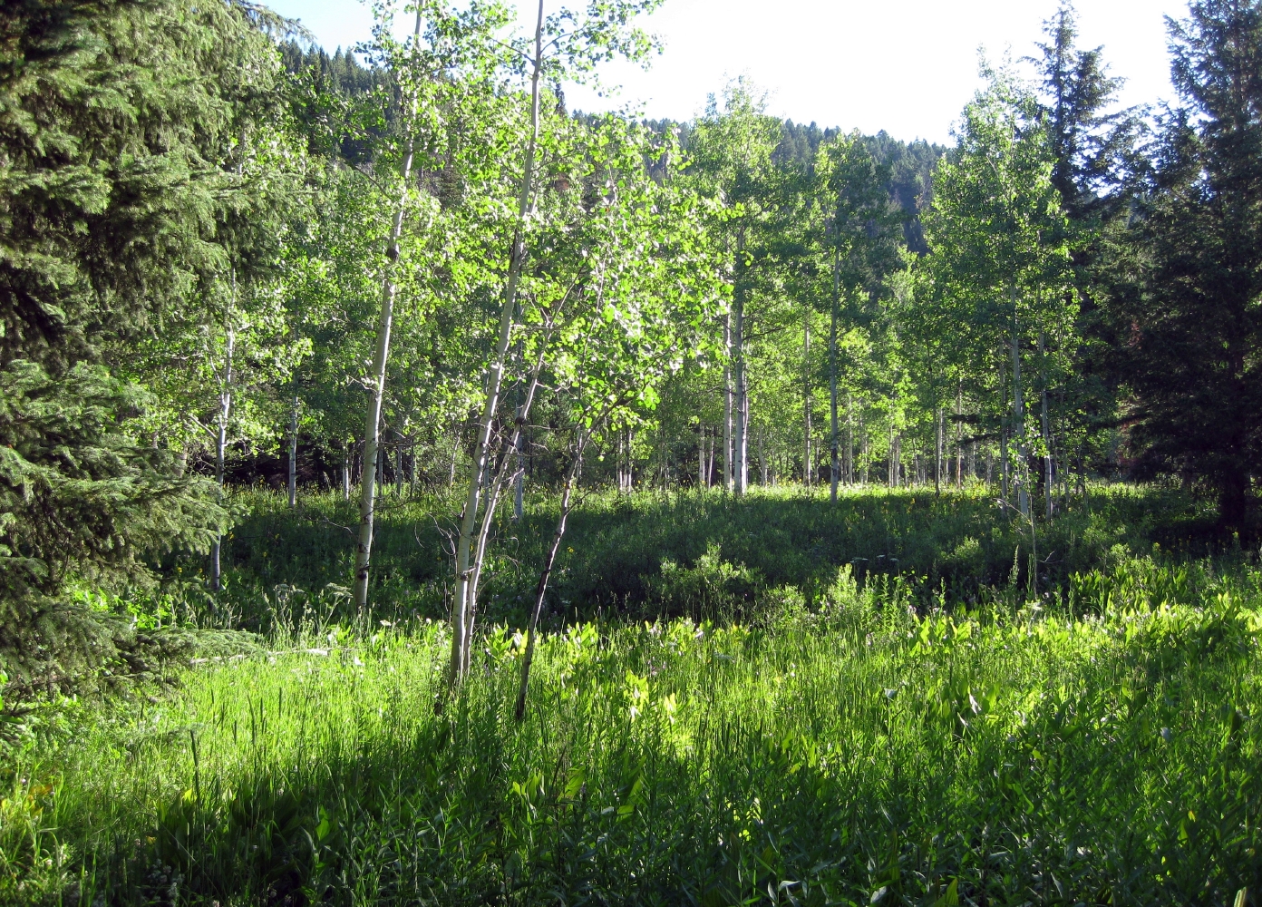 Teton Canyon Campground