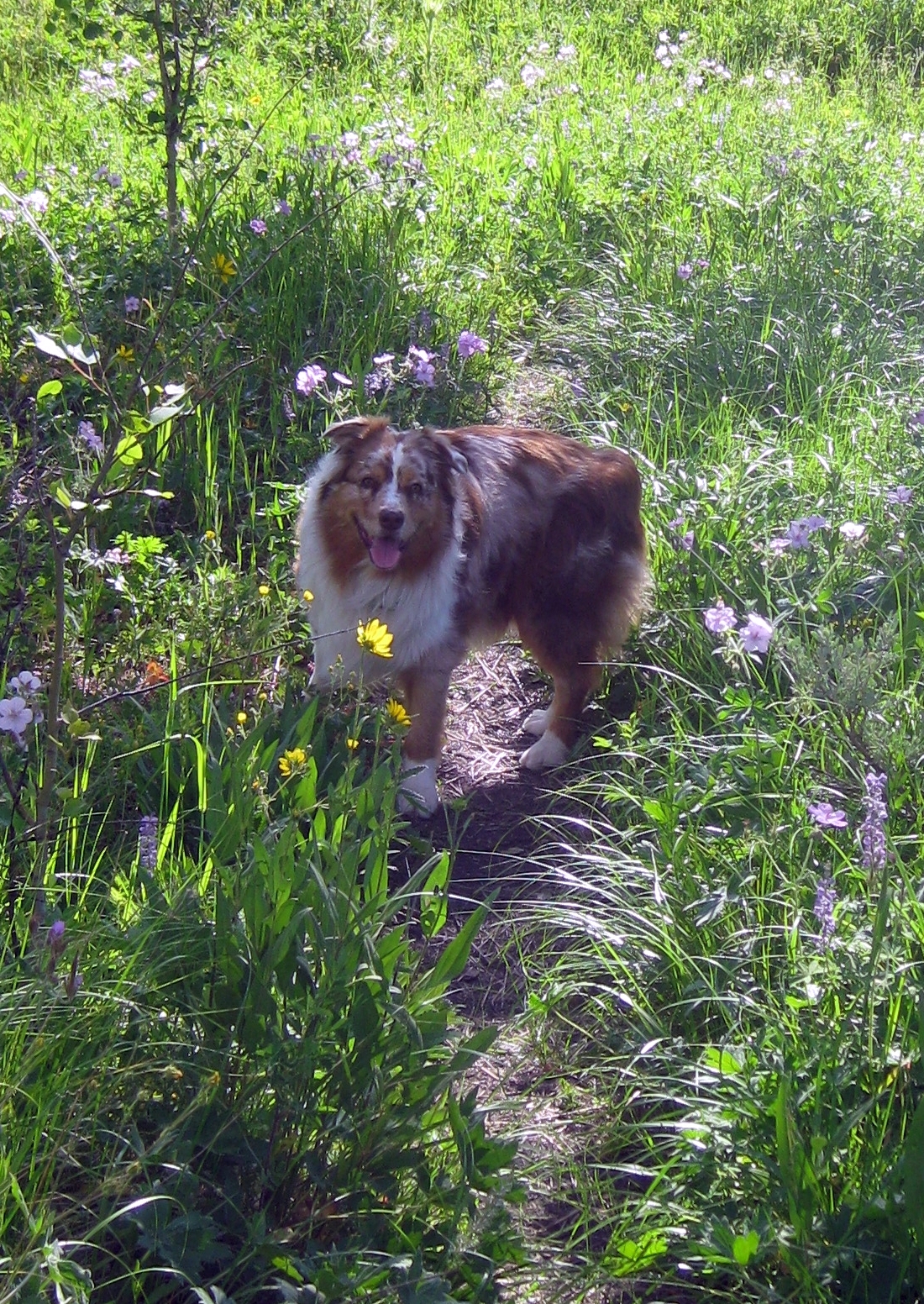 Skye Lea Amid Flowers on an Early Morning Walk