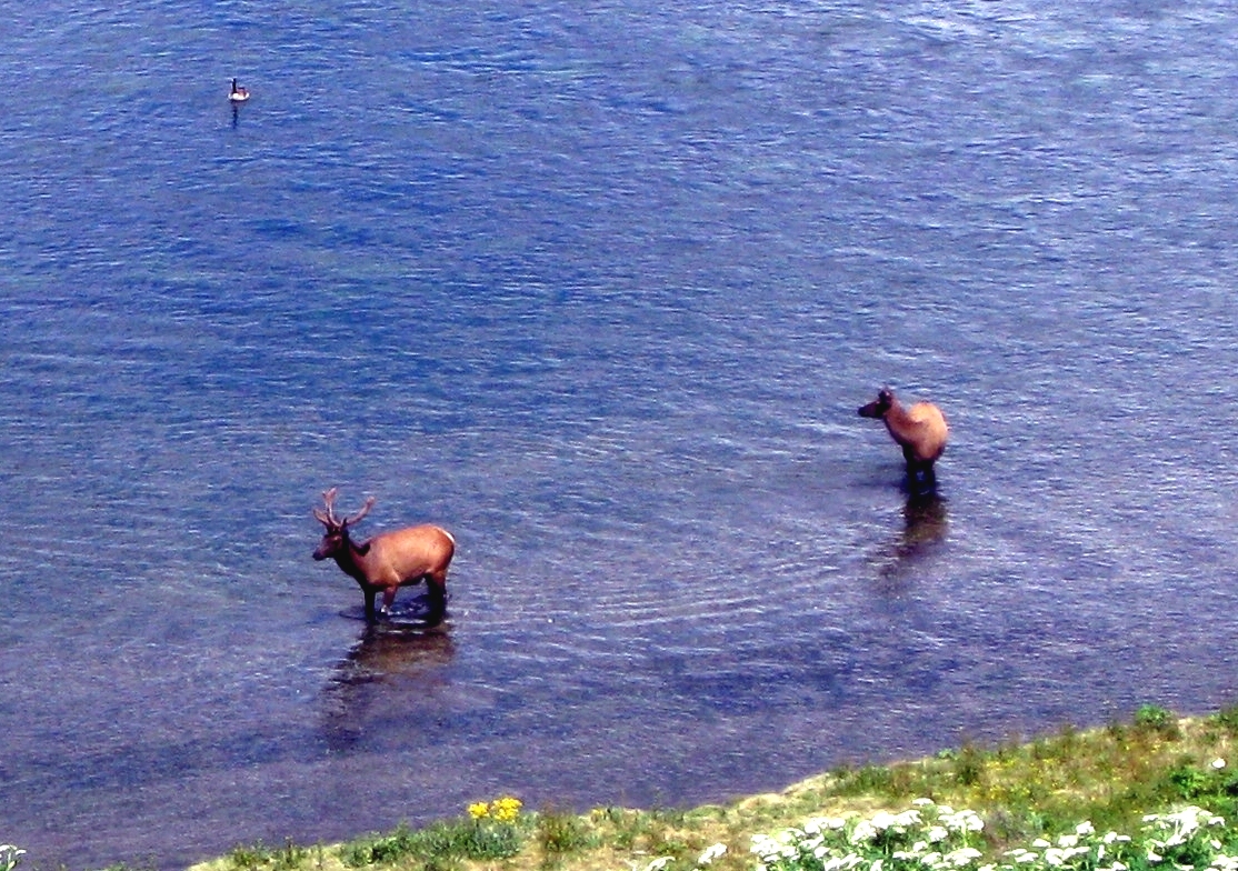 A Couple Elk in the Yellowstone 