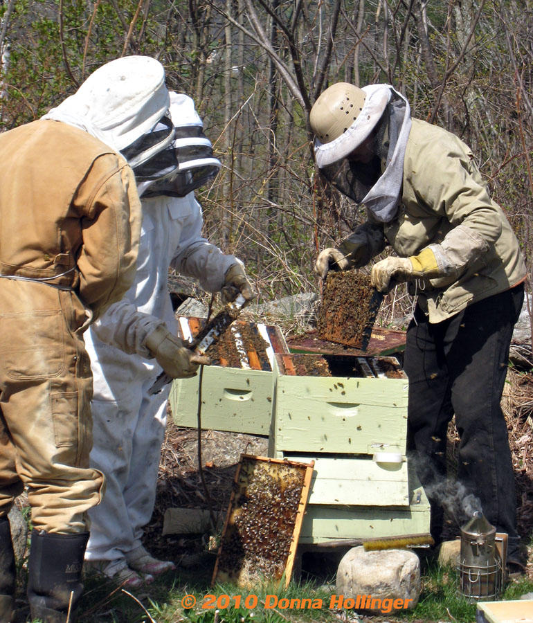 Beekeeping in Strafford