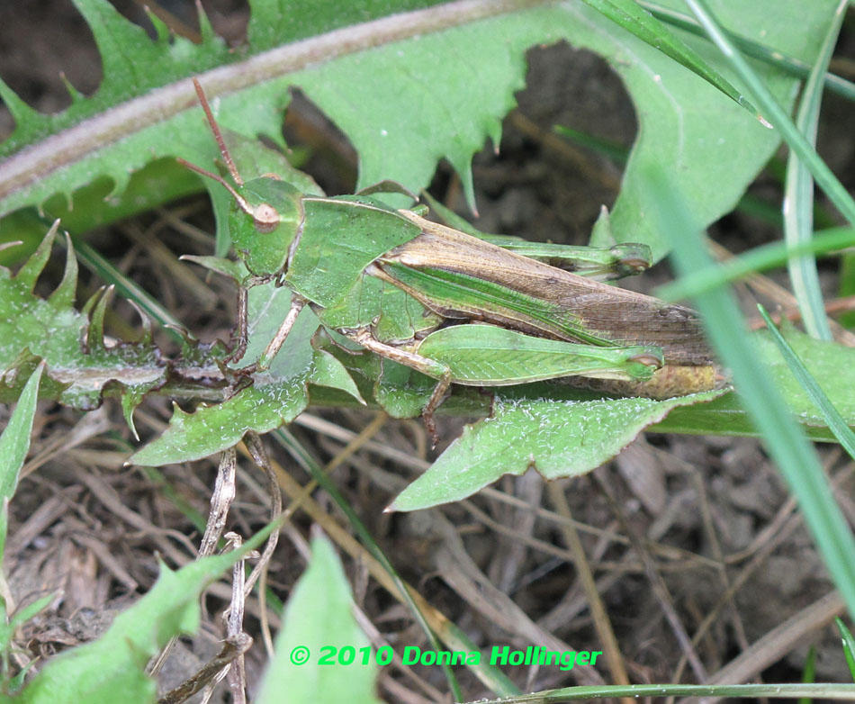 Brown eyed grasshopper