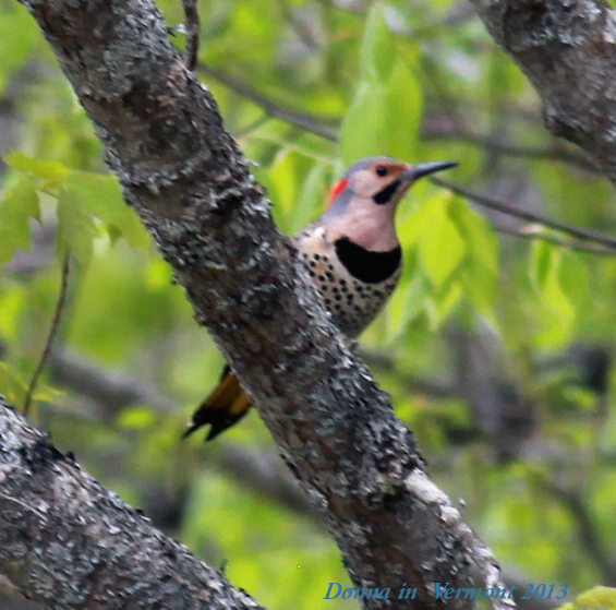 Male Flicker, Yellow Race