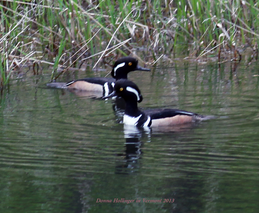 Two Male Hooded Mergansers