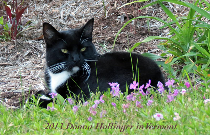 Rocky in the Garden