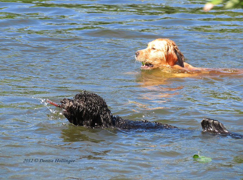 Two Wet Dogs