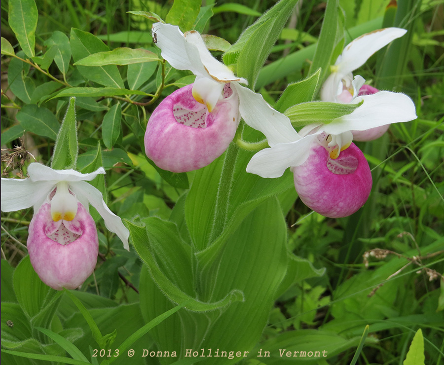 Pink Ladyslippers at their Peak