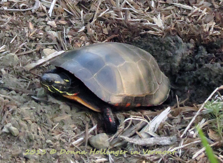 Painted Turtle after laying the eggs