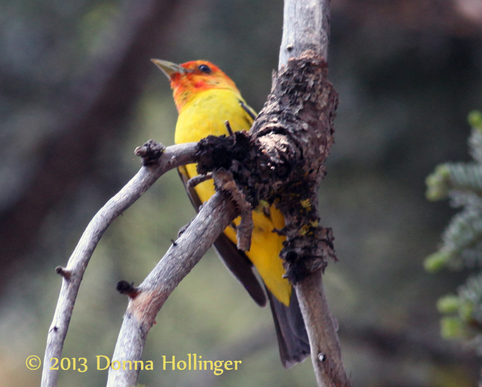 Western Tanager