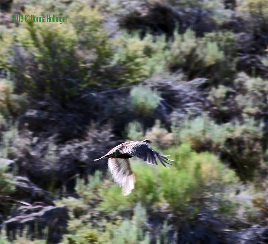 Flying Sage Grouse