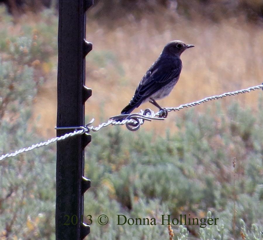 Mountain Bluebird on the fence