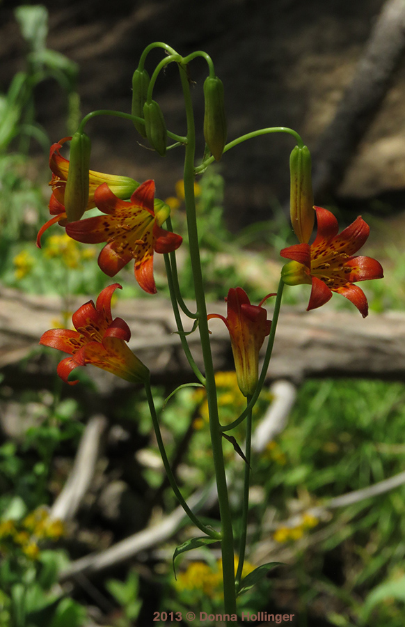 Lillies in the Wild