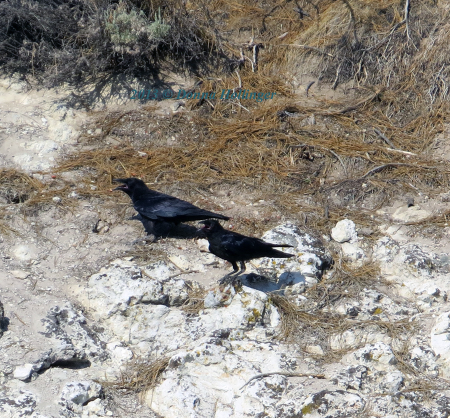 Juvenile Ravens Begging Food