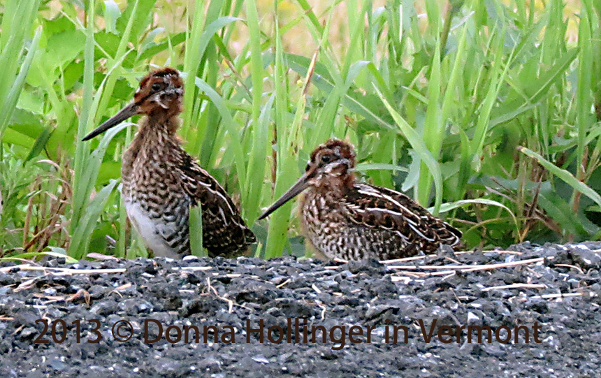 Just before dark, two baby snipes (Gallinago delicata)