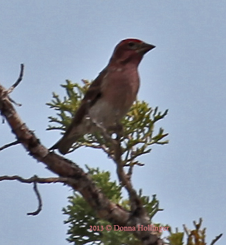 Cassins Finch