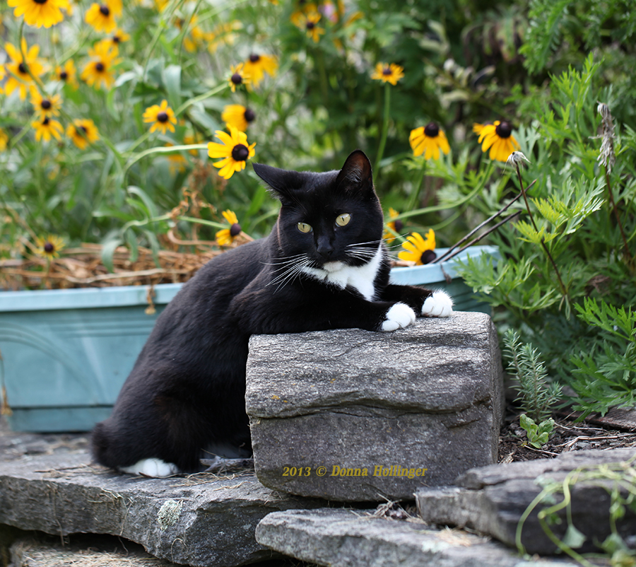 Rosie arranged around a rock