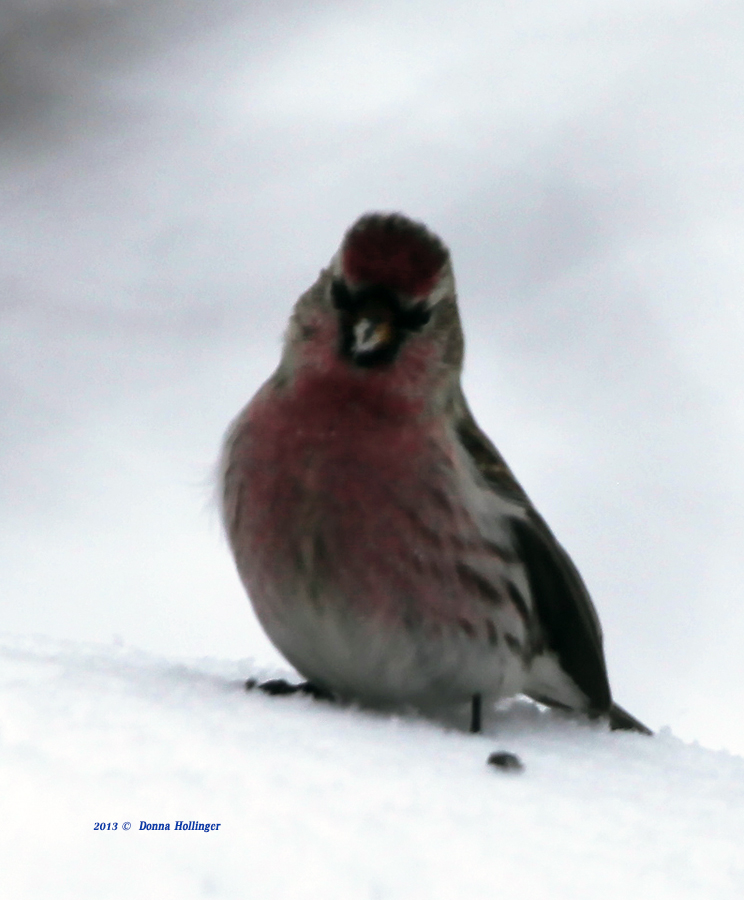 Common Redpoll