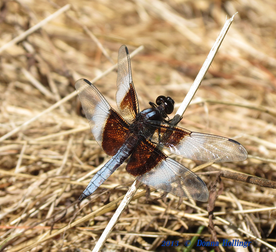 Widow Skimmer (Libellula luctuosa)