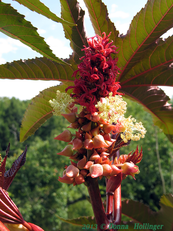 Ricin Inflorescence (Carmelita var)