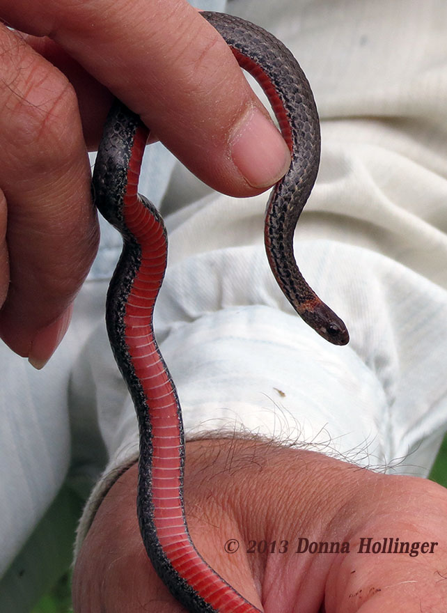 CU of Red Bellied Snake in Peters Hands