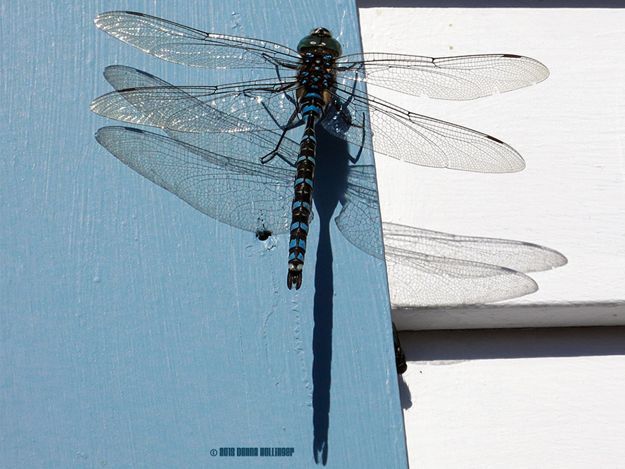 A Darner Dragonfly