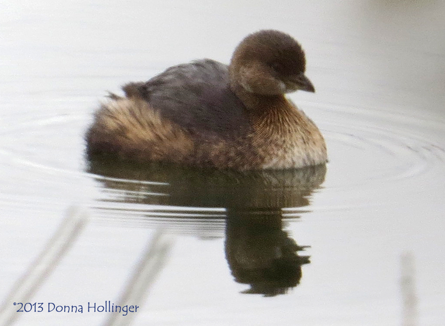 Least Grebe?