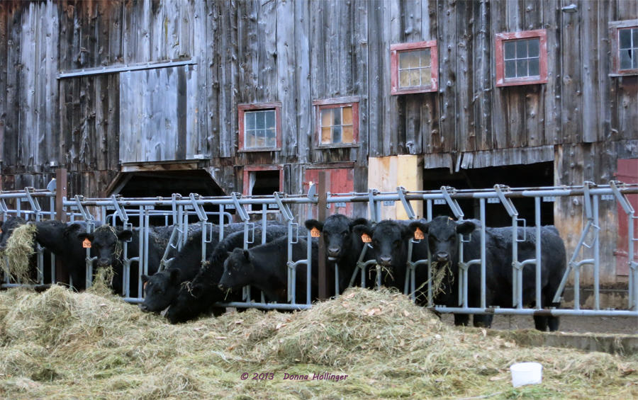 Cows Eating Hay