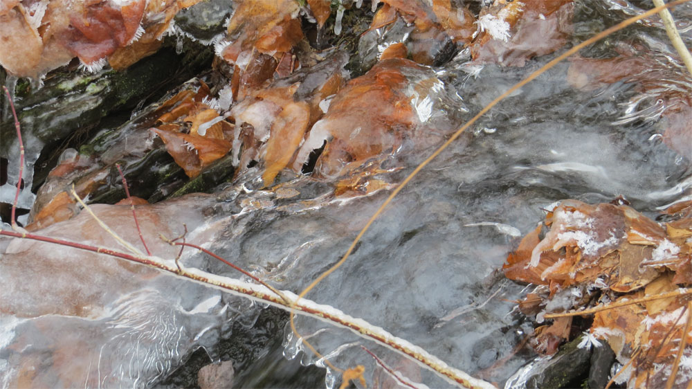 Ice with Leaves