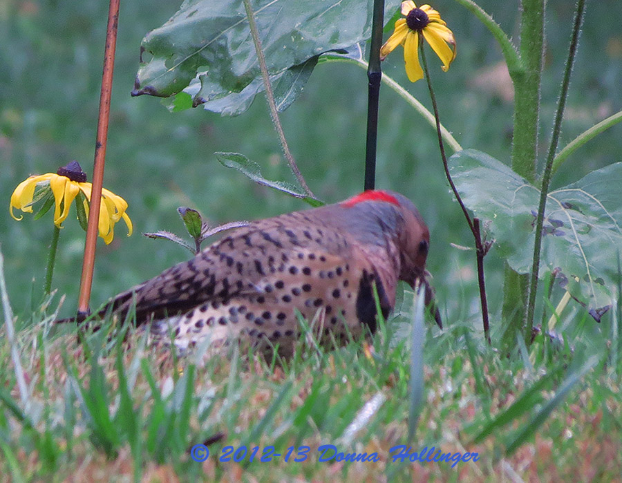 Northern Flicker