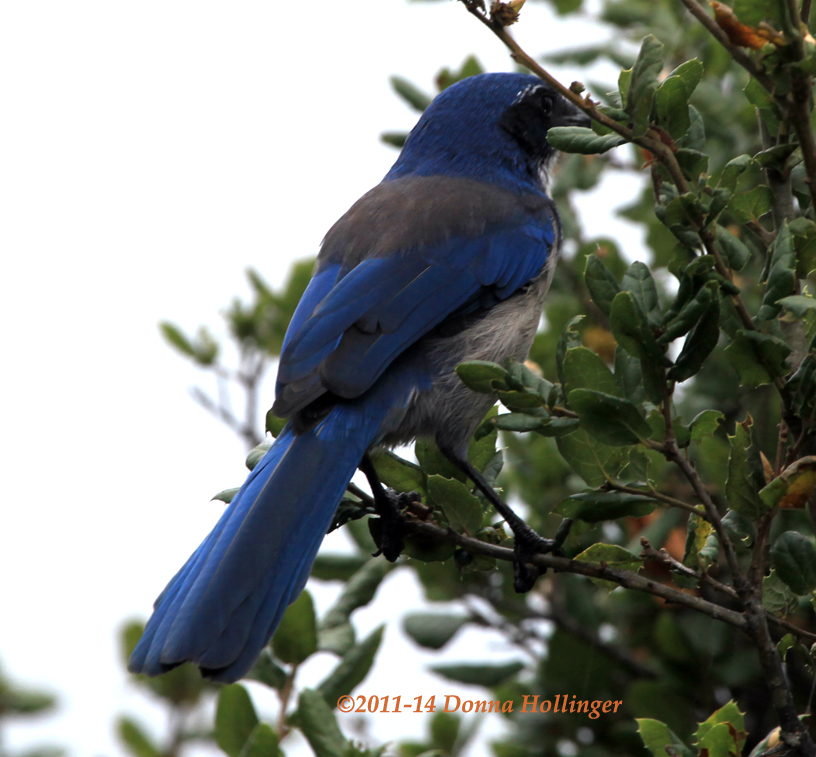 The blues in Island Scrub Jay