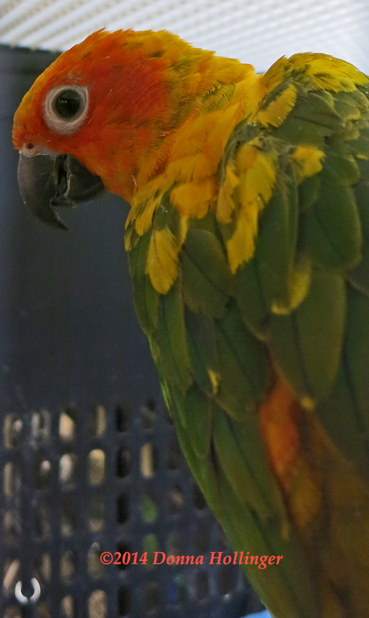 Little Sunshine Conure