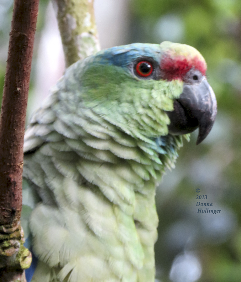 Mr Raul (Festive Parrot) closer