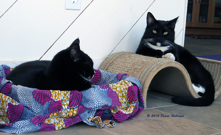 Siesta time for Rocky and Jimi