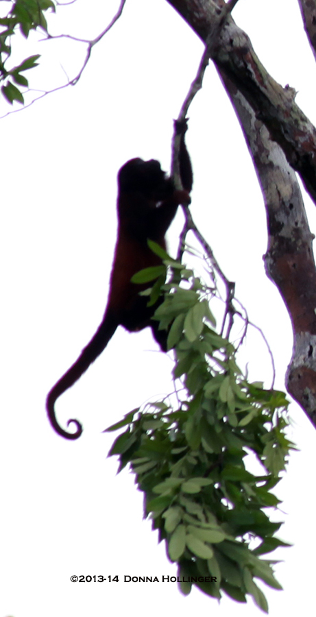 Red Howler Swinging Silhouette