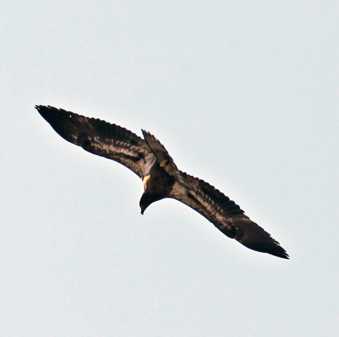 Immature Bald Eagle Flying Over Us