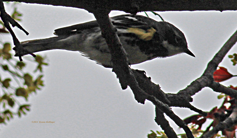 Yellow-rumped Warbler in Maple  Tree