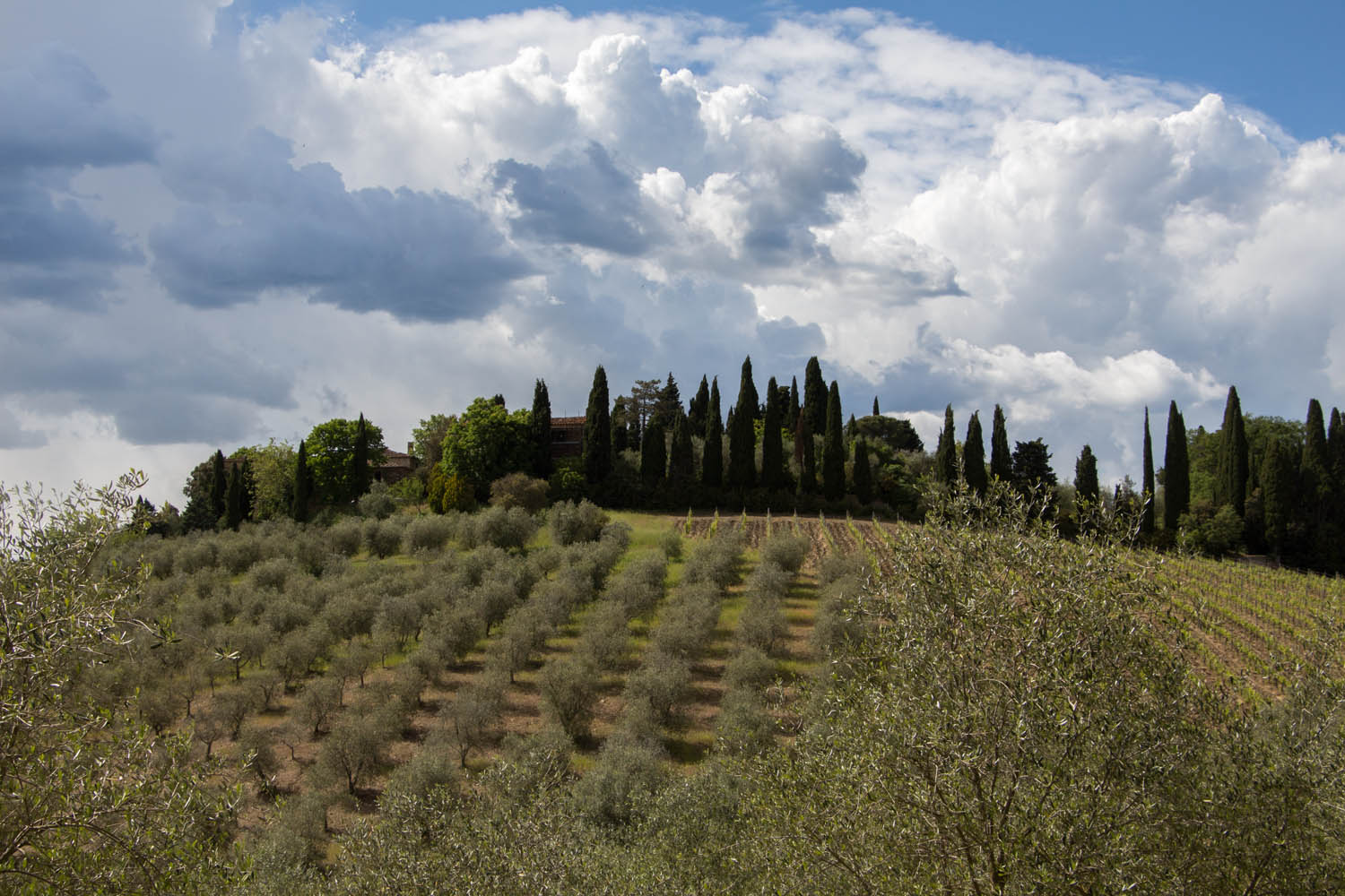 Chianti Vineyard Near Dievole