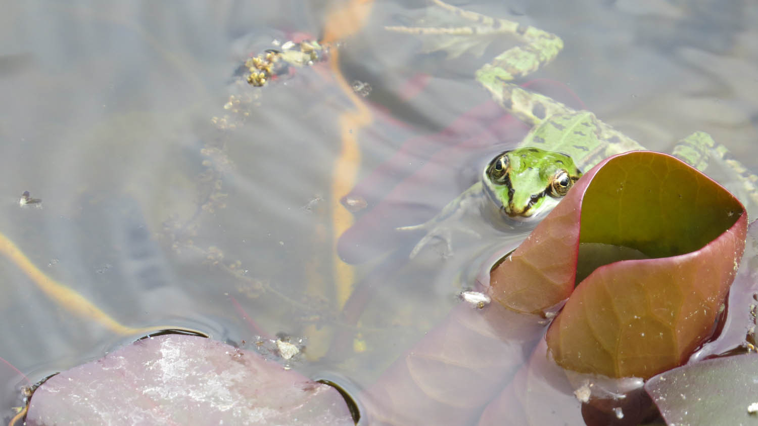 The Discreet Frog