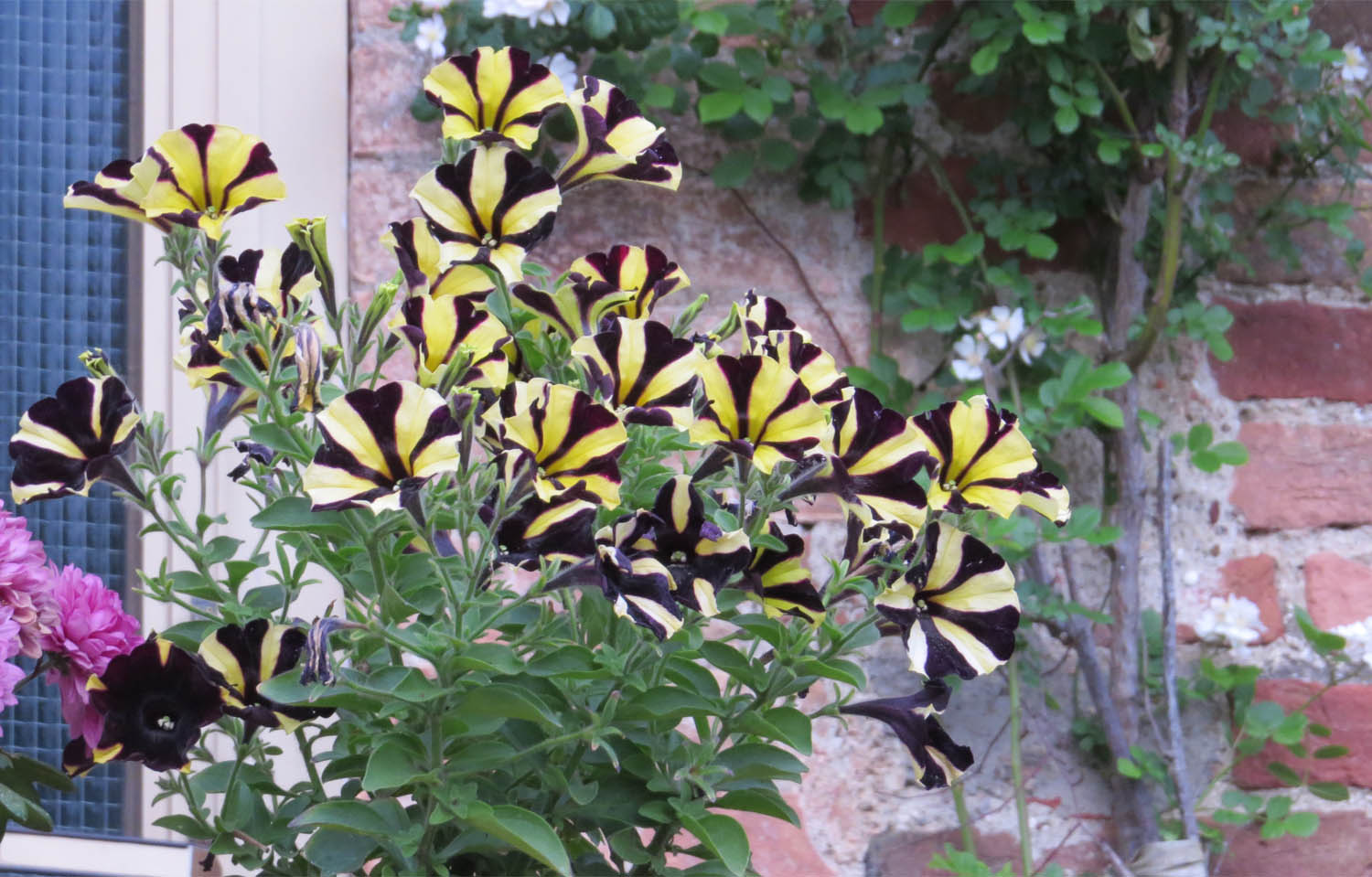 Striped Petunias