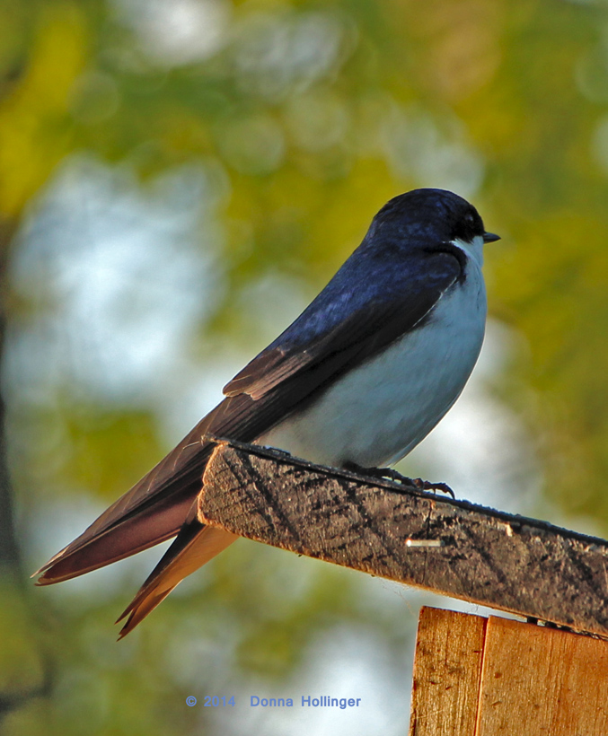 Tree Swallow looking for her date