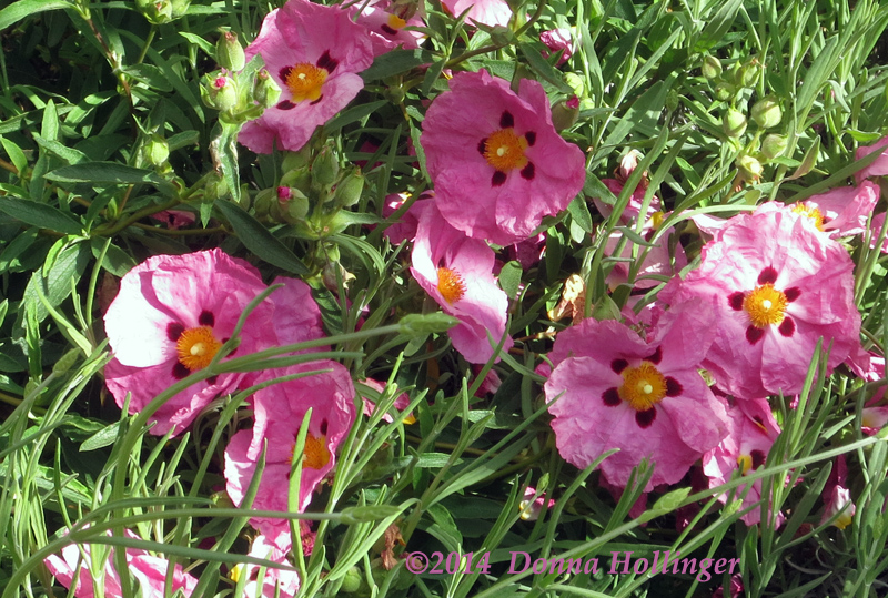 Poppies in Dievole