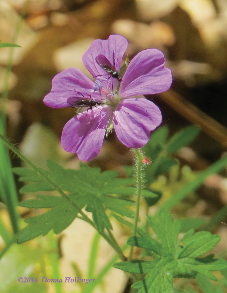 Geranium Flower With Insects 