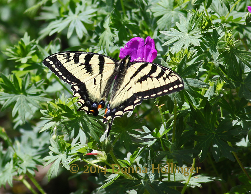 SwallowTail Butterfly on Cranesbill