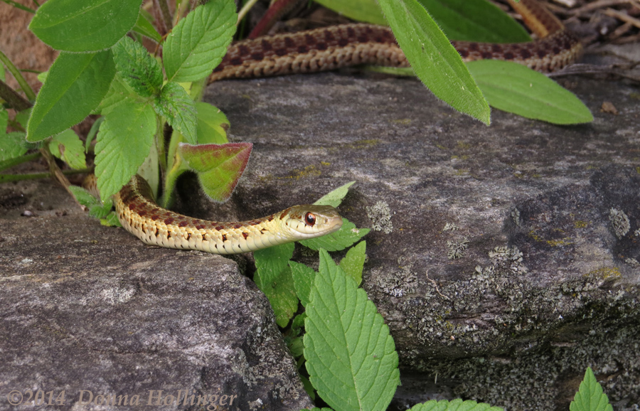 Storeria dekayi  (Yellow Snake)