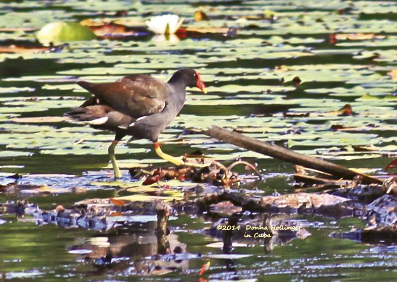 Purple Gallinule