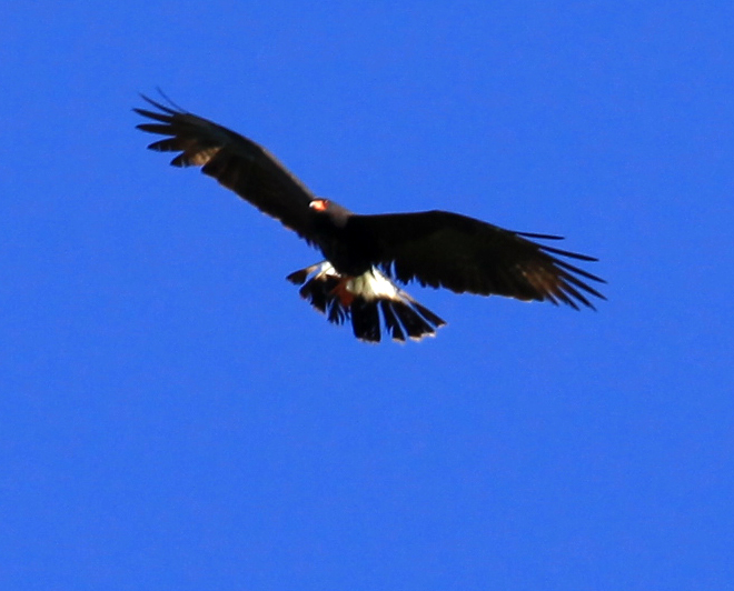 Snail Kite with Snail