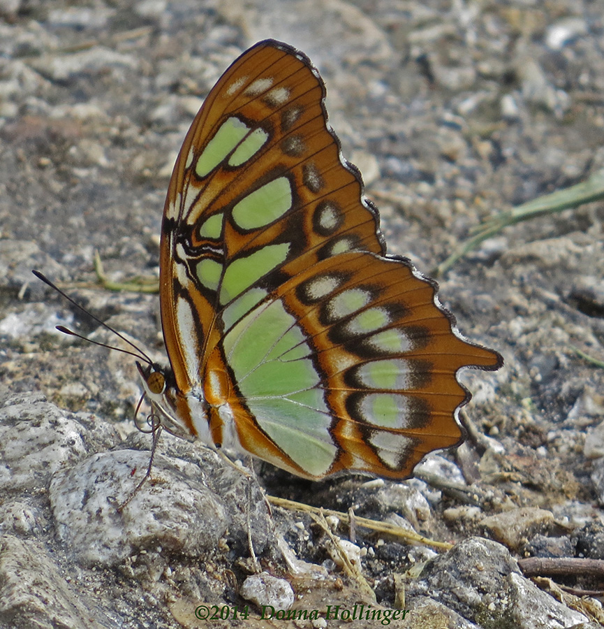 Malachite Butterfly