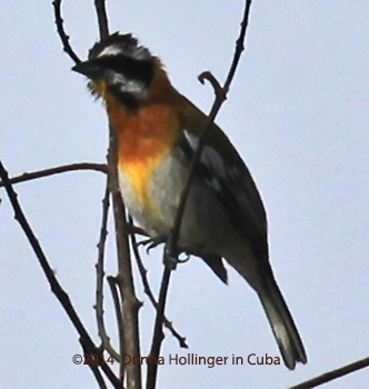 Spindalis zena (striped tanager)