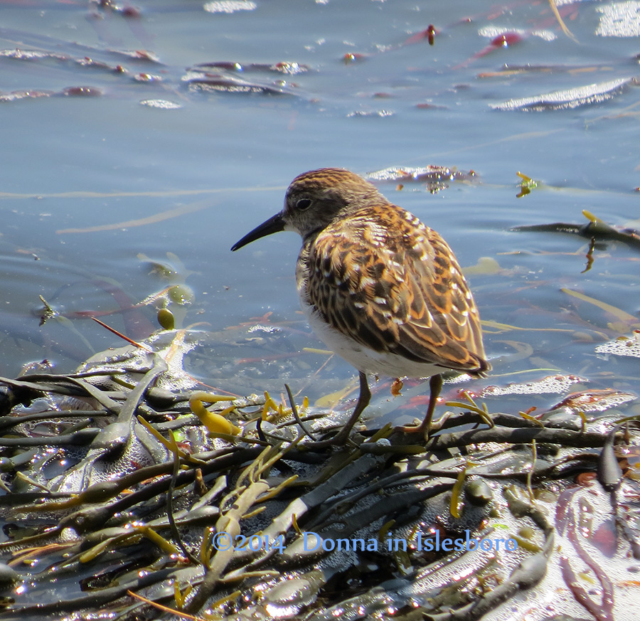 Rock Sandpiper (Calidris ptilocnemis)